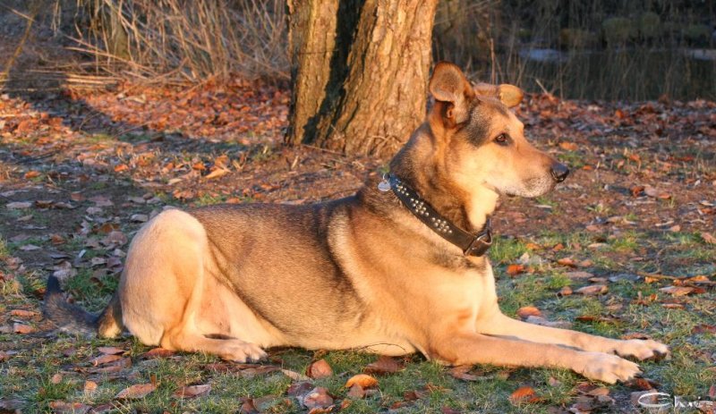 20060109_fin_fin_filou_und_balou_im_park_094