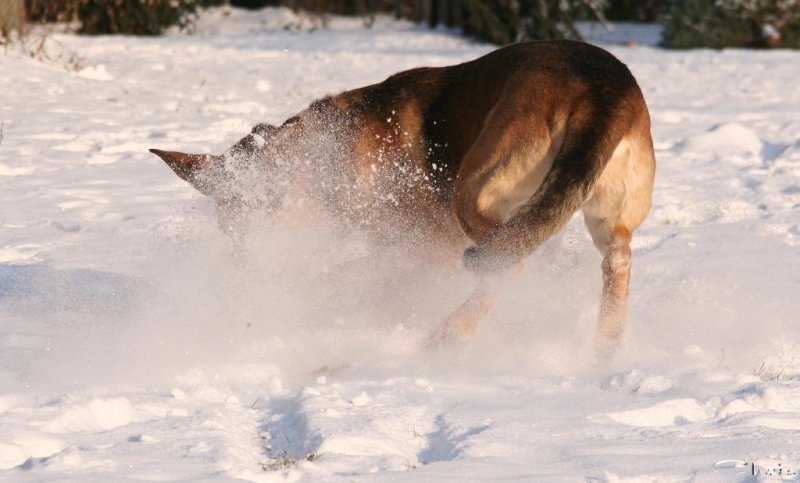 20060127_im_verschneitem_park_mit_balou_045