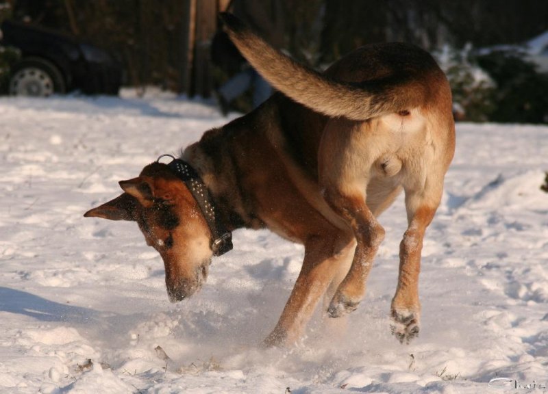 20060127_im_verschneitem_park_mit_balou_054