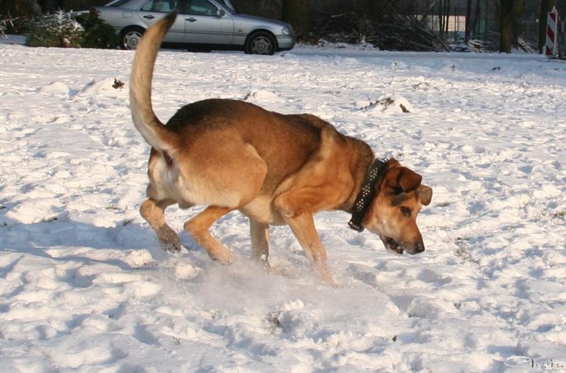 20060127_im_verschneitem_park_mit_balou_092