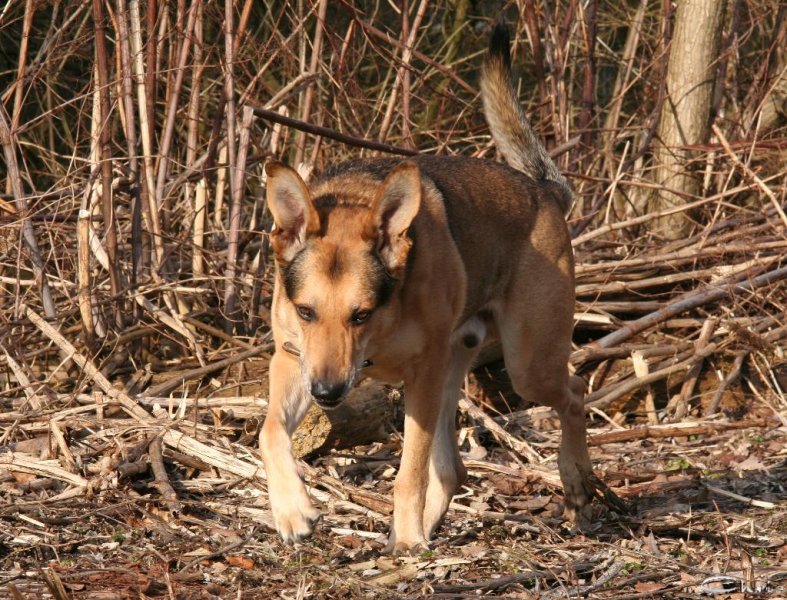 20060227_balou_und_lilli_im_park_024