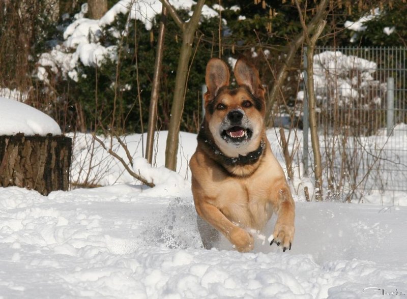 20060312_balou_im_verschneiten_park_081