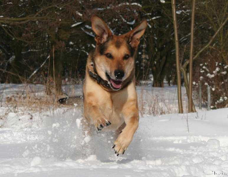 20060312_balou_im_verschneiten_park_107