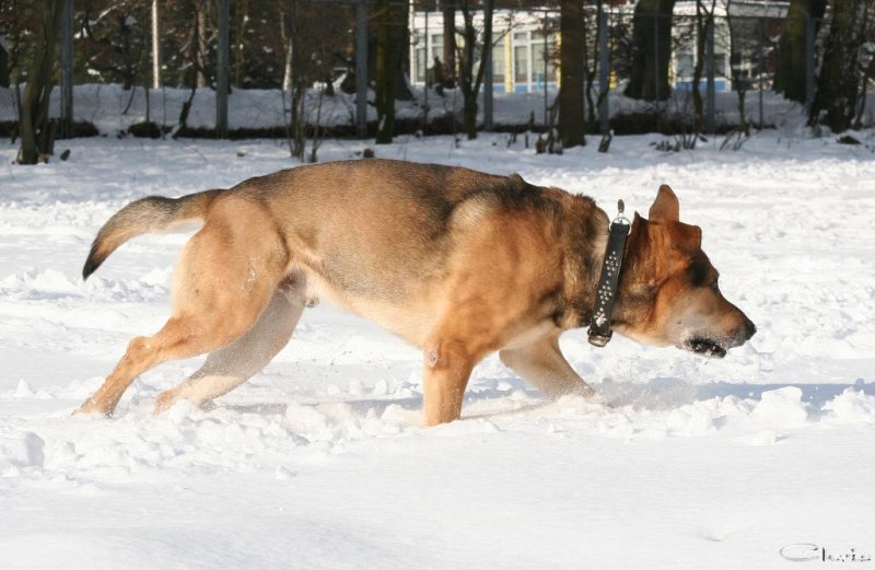 20060312_balou_im_verschneiten_park_118