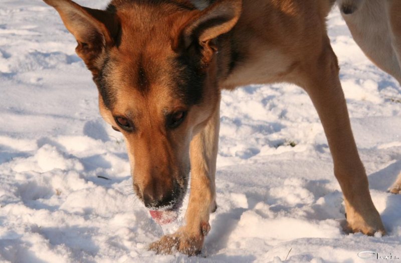 20060127_im_verschneitem_park_mit_balou_021